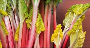 Rhubarbe 'Cawood delight'