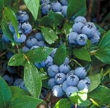 Blueberries