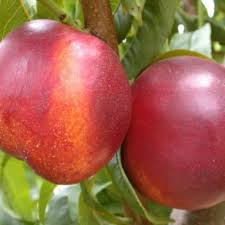Reduced-price trees
