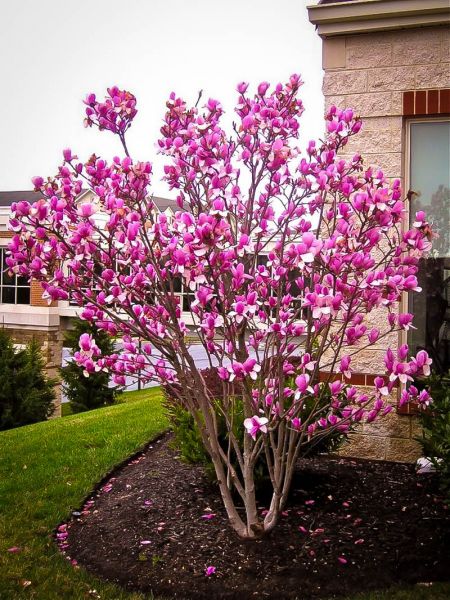 Magnolia 'Ann' Magnolia liliiflora