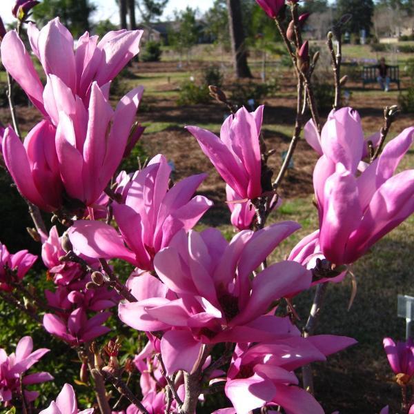 Magnolia 'Ann' Magnolia liliiflora