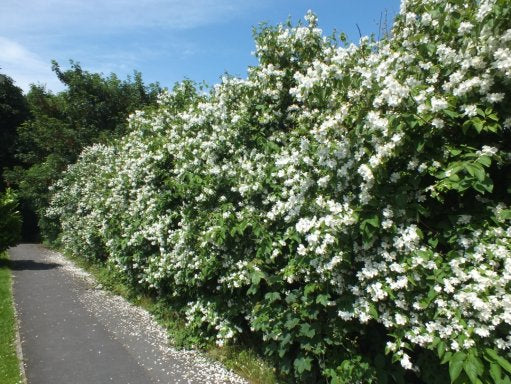 Philadelphus 'Bouquet Blanc'