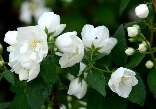 Philadelphus 'Bouquet Blanc'