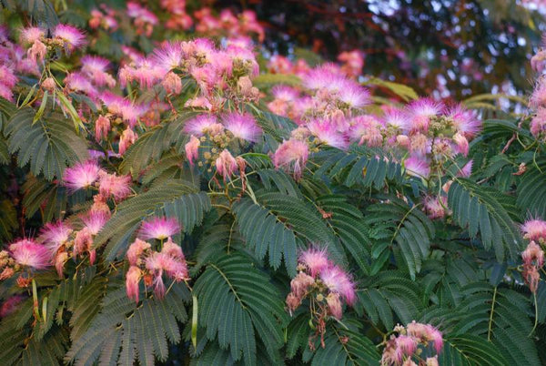 Mimosa rustique 'Albizia Julibrissin E-H Wilson'