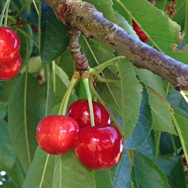 Cerisier sucré 'Bing' Prunus avium (porte greffe nain)