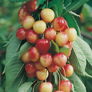 Cerisier sucré 'Rainier' P. avium (porte greffe nain)