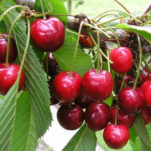 Cerisier sucré 'Van' p. avium (porte greffe nain)