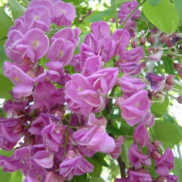 Black locust ''Purple robe'' robinia pseudoacacia – Nutcracker Nursery ...
