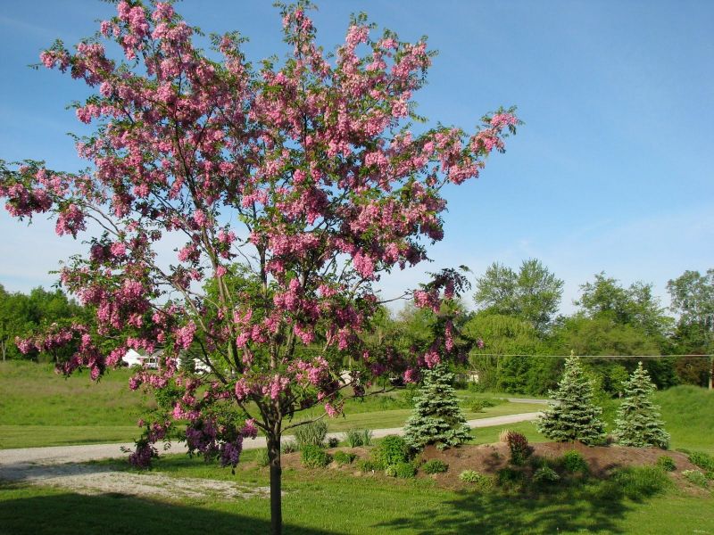 Black locust ''Purple robe'' robinia pseudoacacia – Nutcracker Nursery ...