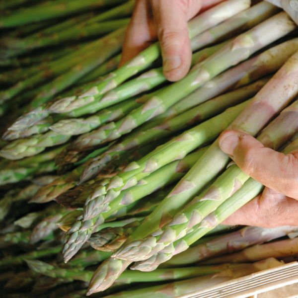 Asperge 'Eclipse'