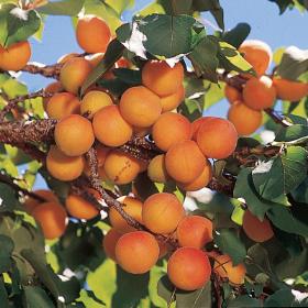 Abricotier 'Debbie's Gold'