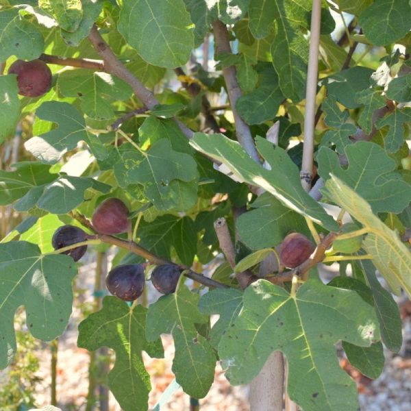 Fig Trees