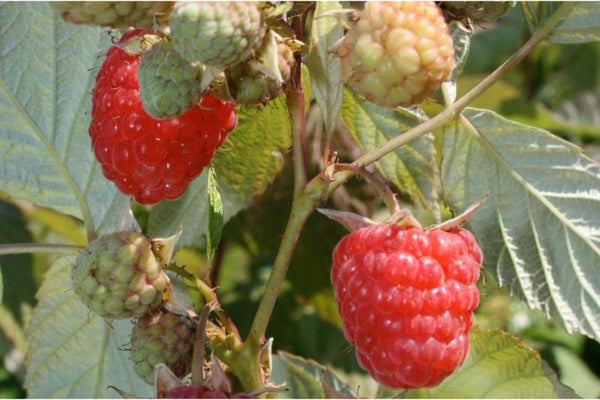 Red bounty raspberry tree