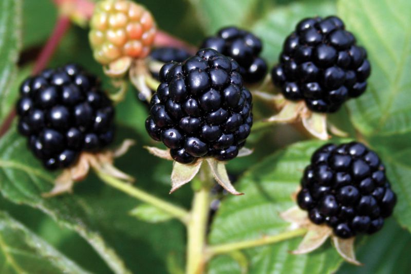 Perron Tree Blackberry 'Perron Noir' – Nutcracker Nursery & Tree Farm
