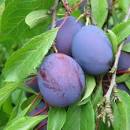 Plum Late Italian