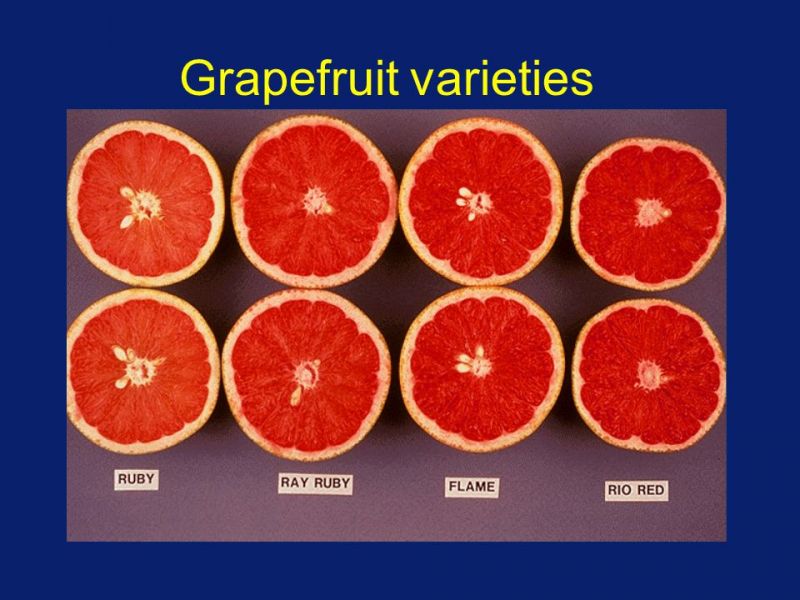 Grapefruit Flame – Nutcracker Nursery & Tree Farm