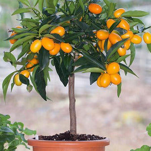 Kumquat Nagami sur porte-greffe