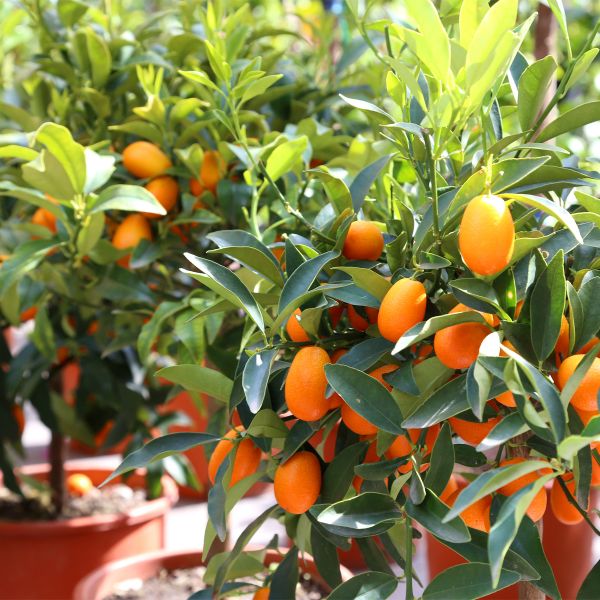 Kumquat Nagami sur porte-greffe