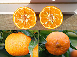 Mandarine Ponkan