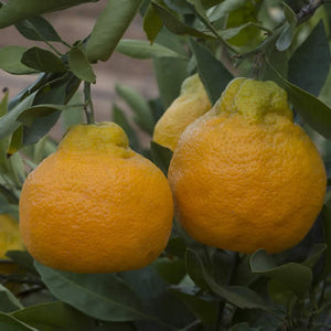 Mandarine 'Satsuma Xie Shan'