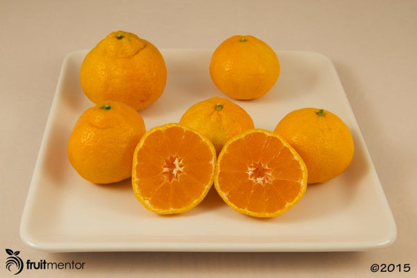 Mandarin 'Satsuma Xie Shan'