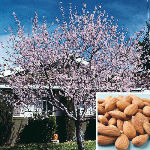 Amandier doux greffé 'Halls Hardy' Prunus Dulcis