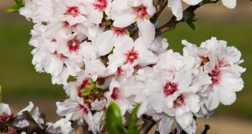 Amandier doux greffé 'Texas Mission' Prunus Dulcis