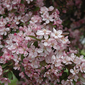 Pommetier décoratif 'Robinson'