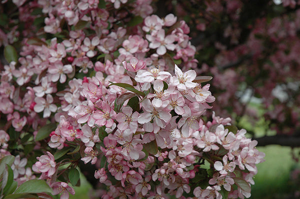 Pommetier décoratif 'Robinson'