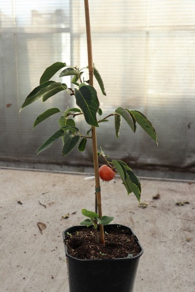 Plaqueminier Kaki Greffé 'Prairie sun'