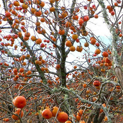 Plaqueminier Kaki Greffé 'Prairie sun'