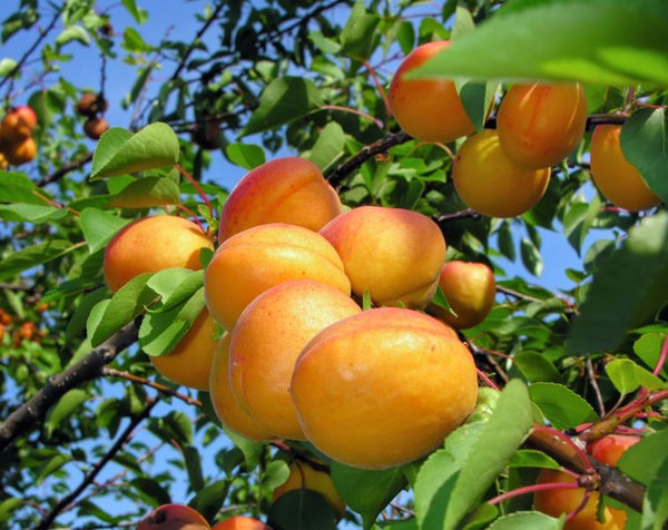 Abricotier 'Tilton' prunus armeniaca (porte greffe nain)