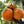 Abricotier 'Veecot' prunus armeniaca