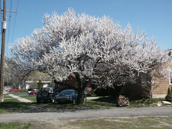 Abricotier 'Veecot' prunus armeniaca