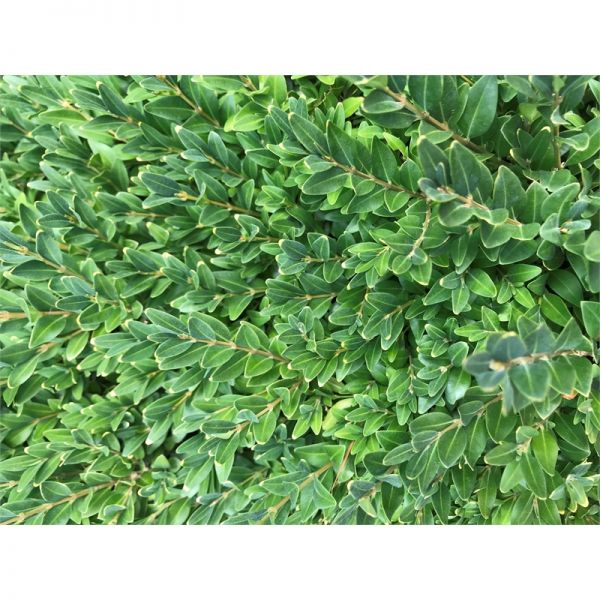 Buis (Buxus sinica insul.