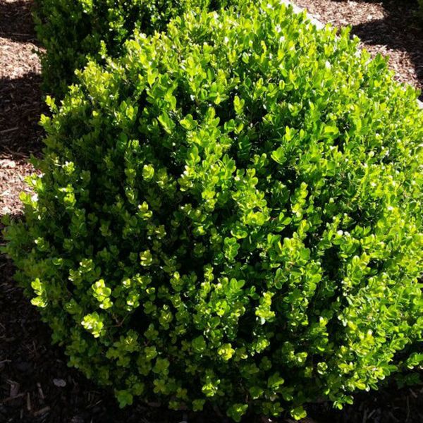 Buis Wintergreen (Buxus sinica insul.)