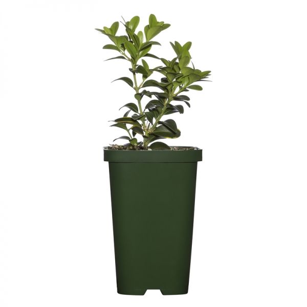 Buis Wintergreen (Buxus sinica insul.)