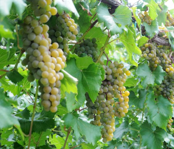 Prairie Star table grape 