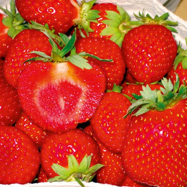 Strawberry 'Malwina'