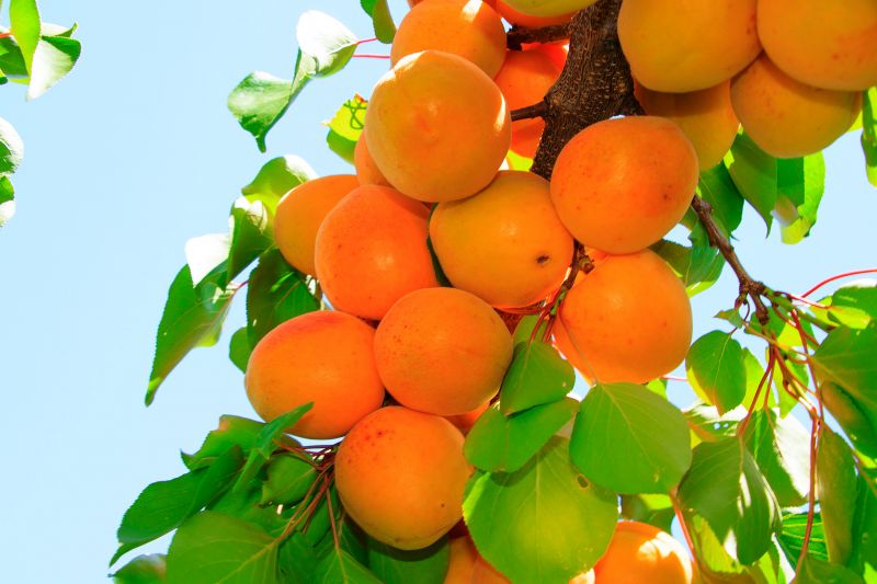 Apricot trees