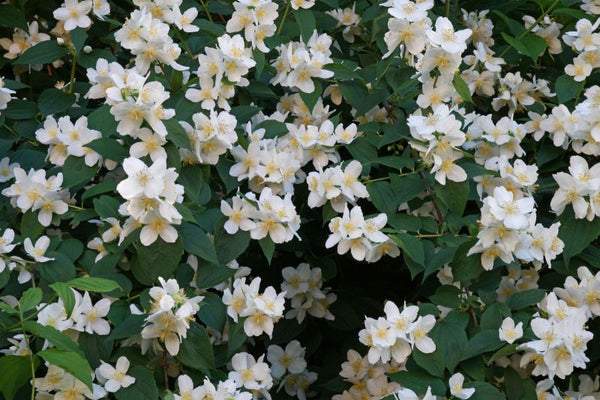 Philadelphus coronarius