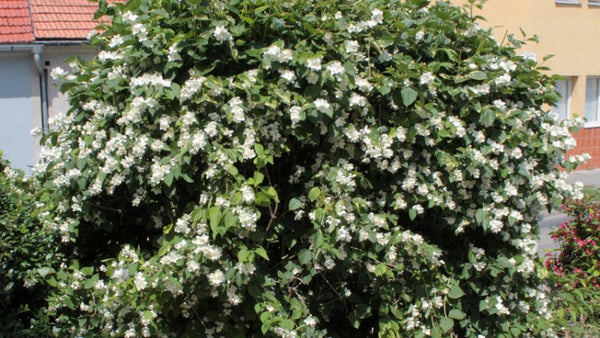 Philadelphus coronarius