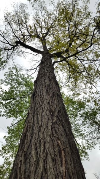 Red hickory Carya Ovalis