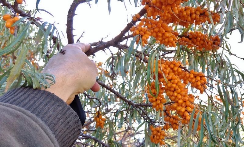 Sea buckthorn