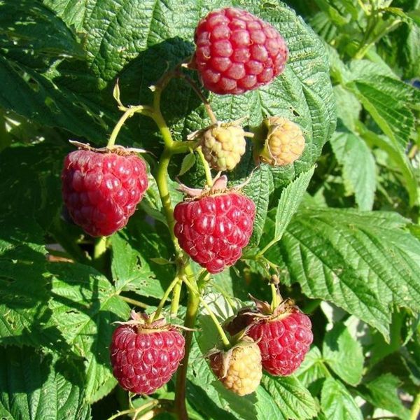 Herritage Raspbery Heritage Raspberry – Nutcracker Nursery & Tree Farm