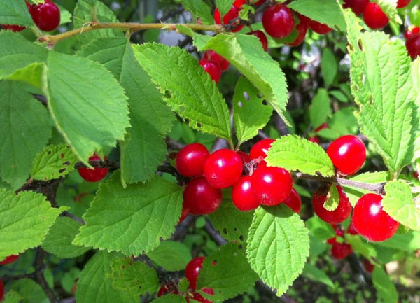 Nanking cherry (Prunus tomentosa)