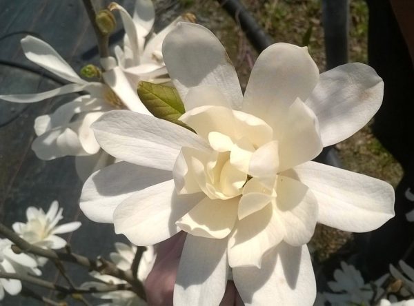 Magnolia x loebneri "Dr Merrill"