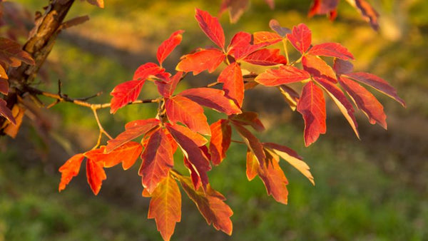 Érable à canelle/érable écorce de papier ACER GRISEUM