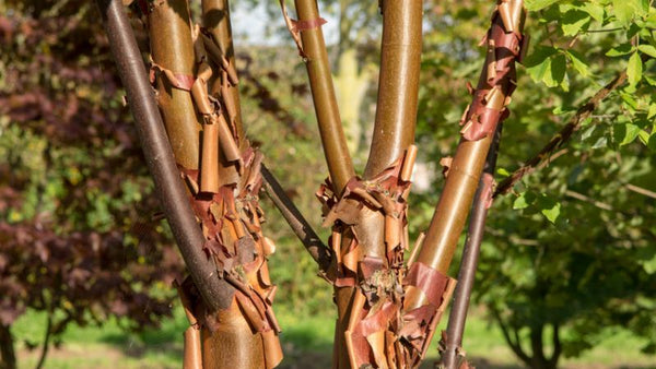 Érable à canelle/érable écorce de papier ACER GRISEUM