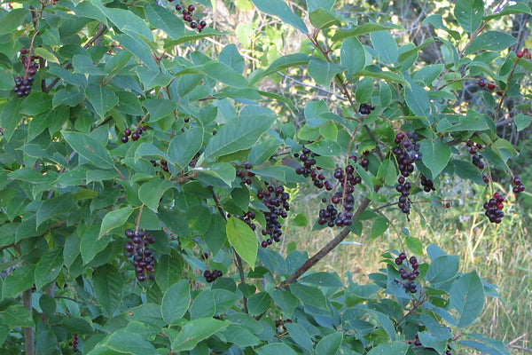 Cerisier de Virginie 'cultivar de Maskinongé' prunus virginiana